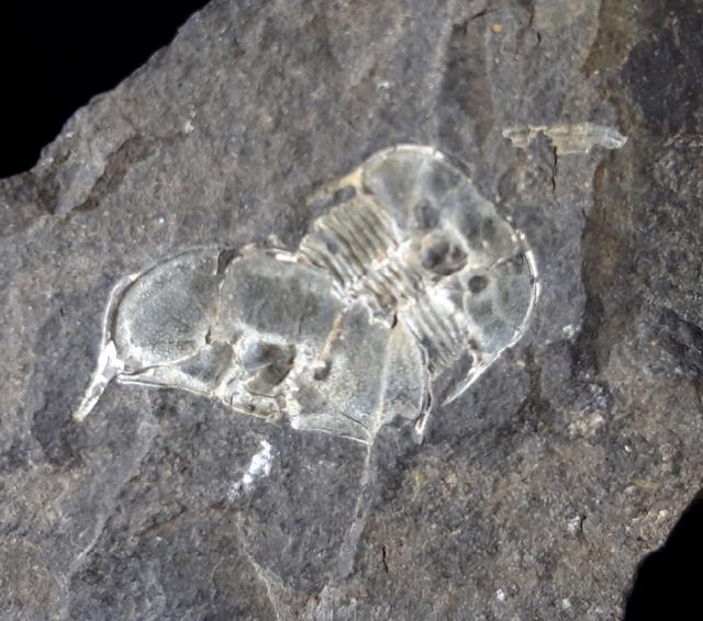 Aulacopleura konincki (BARRANDE 1846) - Bild © FossNet FossilienStore